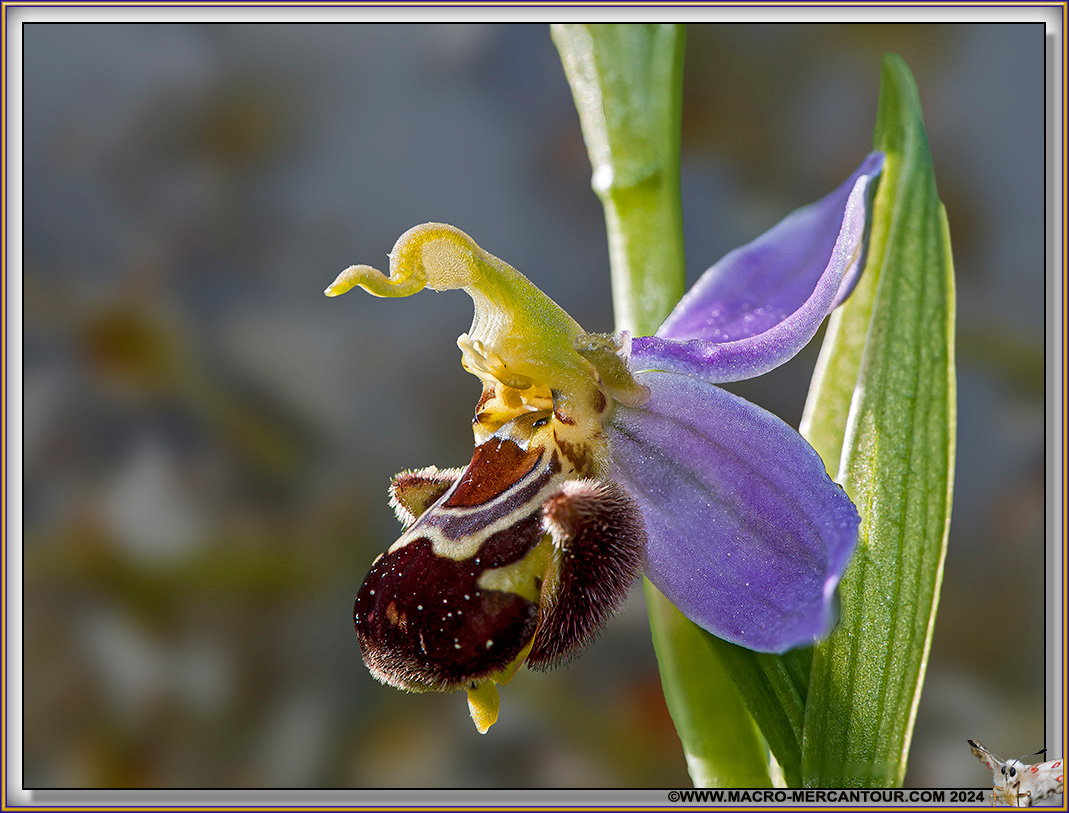 Ophrys Abeille
